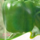 Hot Chilli Sweet Pepper C064 SEEDS