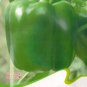 Hot Chilli Sweet Pepper C064 SEEDS
