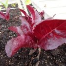 Super Red Romaine Lettuce 1000 Bulk crispy SEEDS