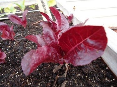 Super Red Romaine Lettuce 1000 Bulk crispy SEEDS