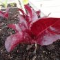 Super Red Romaine Lettuce 1000 Bulk crispy SEEDS