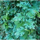 50 Selaginella Uncinata Rainbow Spikemoss SEEDS