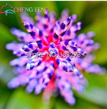 100 Rare Bromeliad Air SEEDS