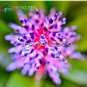 100 Rare Bromeliad Air SEEDS