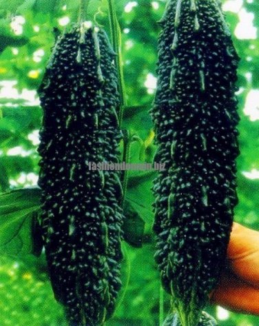 Black Pearl Bitter Vegetables 10  SEEDS