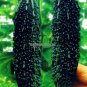 Black Pearl Bitter Vegetables 10  SEEDS