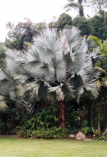 10 Bismarckia nobilis Silver palm SEEDS