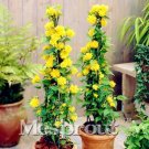 New Rare Kerria Japonica 50+ T3 SEEDS