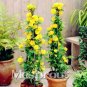 New Rare Kerria Japonica 50+ T3 SEEDS