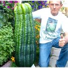 Turkey Giant Cucumber 50 /pack SEEDS