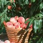 10 Sweet Pink Red Peach Tree  SEEDS