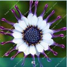 100 Osteospermum  T2 SEEDS