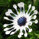 100 Osteospermum  T3 SEEDS