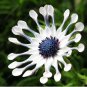100 Osteospermum  T3 SEEDS