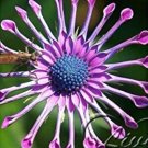100 Osteospermum  T4 SEEDS