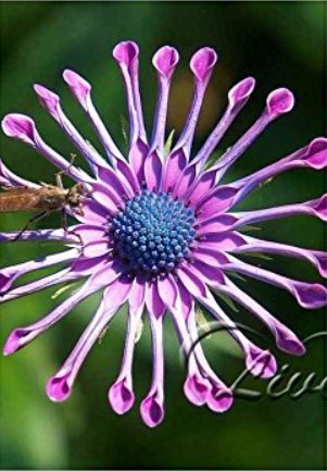 100 Osteospermum  T4 SEEDS