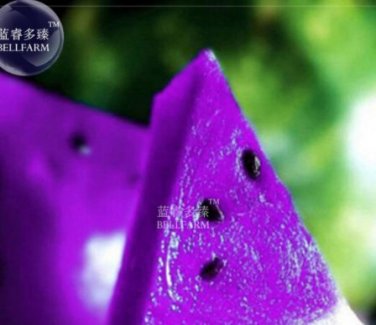 New Purple Watermelon 20+  SEEDS