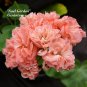 10 'Noel Gordon' Geranium  SEEDS