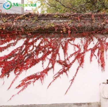 Rare Red Boston Ivy 50+  SEEDS