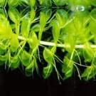 Aldrovanda Vesiculosa  SEEDS