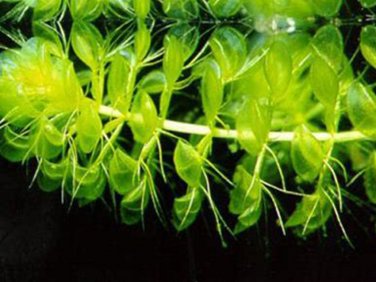 Aldrovanda Vesiculosa  SEEDS