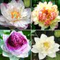 Colorful Lotus 10 T1 SEEDS