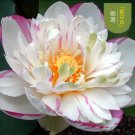Colorful Lotus 10 T5 SEEDS
