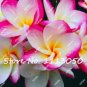 200 Plumeria T1 SEEDS