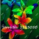 200 Plumeria T2 SEEDS