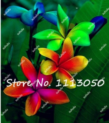 200 Plumeria T2 SEEDS