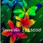 200 Plumeria T2 SEEDS