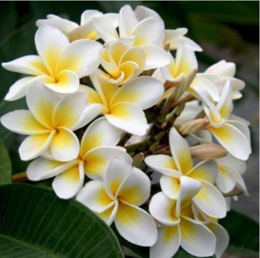 200 Plumeria T3 SEEDS