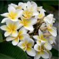 200 Plumeria T3 SEEDS