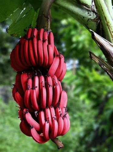 Red Banana 100+ SEEDS