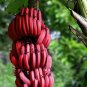 Red Banana 100+ SEEDS