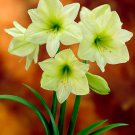 Amaryllis T10 SEEDS