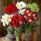 Amaryllis T11 SEEDS