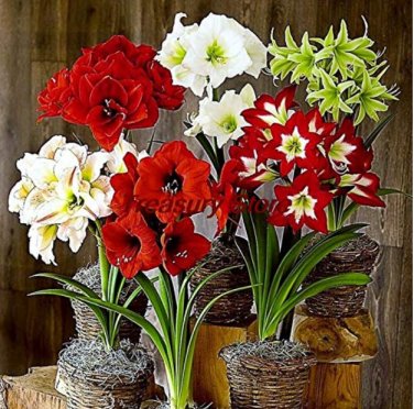 Amaryllis T11 SEEDS