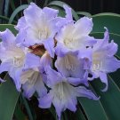 Amaryllis T1 SEEDS
