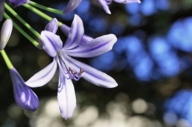 Amaryllis T2 SEEDS