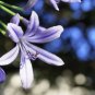 Amaryllis T2 SEEDS