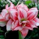 Amaryllis T3 SEEDS