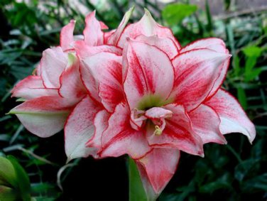 Amaryllis T3 SEEDS