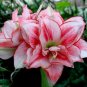 Amaryllis T3 SEEDS
