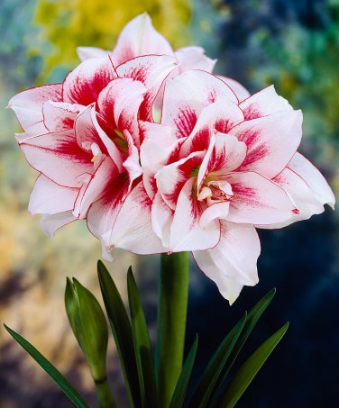 Amaryllis T4 SEEDS