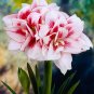 Amaryllis T4 SEEDS