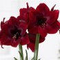 Amaryllis T5 SEEDS