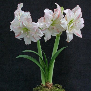 Amaryllis T6 SEEDS