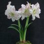 Amaryllis T6 SEEDS