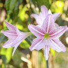 Amaryllis T7 SEEDS